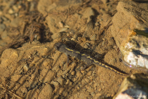 Calotriton des Pyrénées ou Euprocte des Pyrénées – Calotriton asper (Al. Dugès, 1852), (juvénile) (Col d'Aubisque, Béost (64), France, le 29/06/2019)