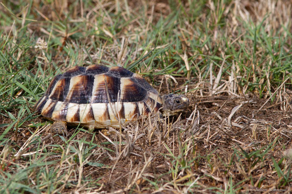 Tortue marginée — Testudo marginata Schoepff, 1793, (juvénile), (animal captif)