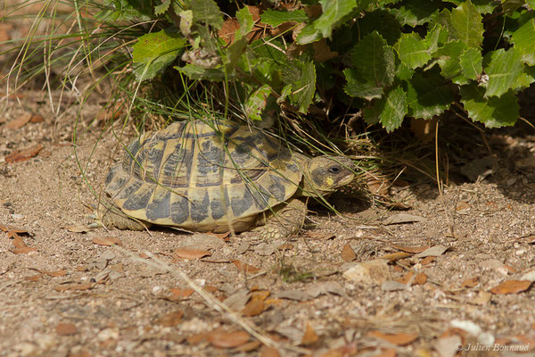 Tortue d'Hermann — Testudo hermanni (Gmelin, 1789), (Moltifao (2B), France, le 10/09/2019)