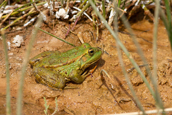 Grenouille du Sahara — Pelophylax saharicus (Boulenger in Hartert, 1913), (Ksar Tissint (Souss-Massa), Maroc, le 10/02/2023)