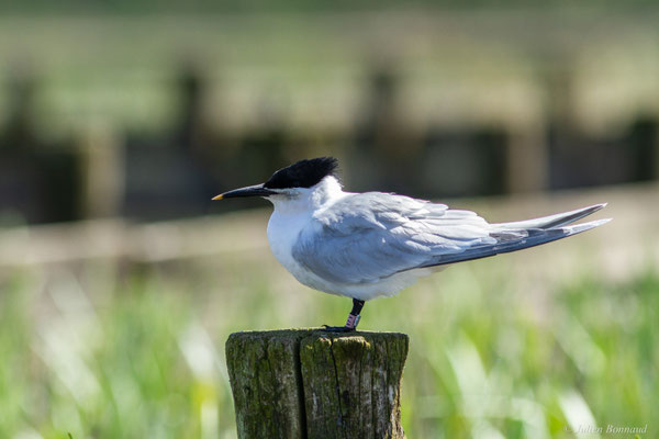 Sterne caugek — Thalasseus sandvicensis (Latham, 1787)
