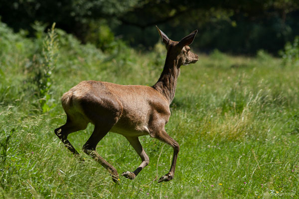 Cerf élaphe – Cervus elaphus Linnaeus, 1758, (Hameau du Plan, Saint-Béat (31), France, le 26/06/2018)