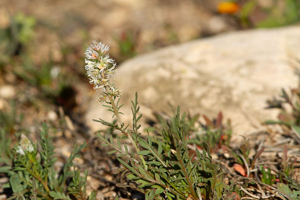 Réséda blanc — Reseda alba L., 1753, (Safi (Marrakech-Safi), Maroc, le 24/01/2023)