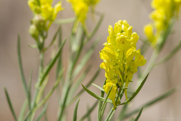 Linaire à feuilles étroites — Linaria angustissima (Loisel.) Borbás, 1900, (Monastère de Sant Pere de Rodes, Girona (Catalogne), Espagne, le 12/07/2023)