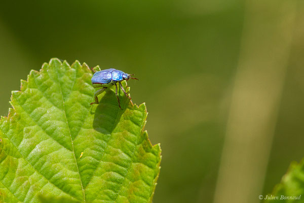 Hoplie bleue (Hoplia coerulea) (Arbus (64), France, le 26/06/2019)