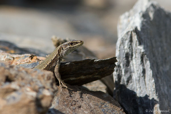 Lézard de Bonnal — Iberolacerta bonnali (Lantz, 1927)