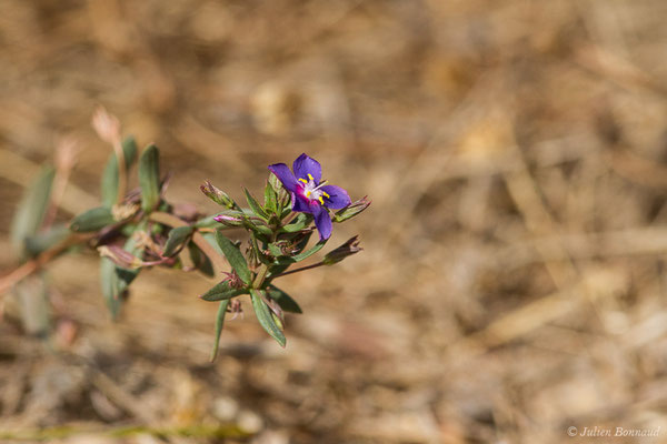 Lysimaque de Monnel ou Mouron de Monnel — Lysimachia monelli (L.) U.Manns & Anderb., 2009, (Parc national de Doñana, El Rocio (Andalousie), le 06/08/2020)