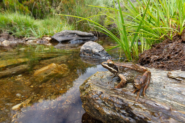 Grenouille Ibérique — Rana iberica Boulenger, 1879, (Parc naturel du lac de Sanabria (Zamora), Espagne, le 06/07/2022)