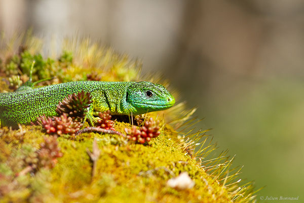 Lézard à deux raies — Lacerta bilineata Daudin, 1802, (Etsaut (64), France, le 12/04/2024)