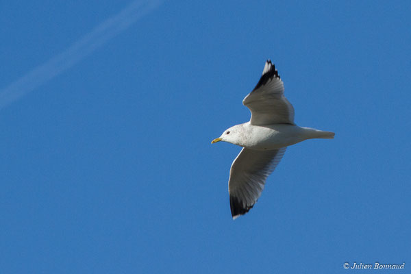 Goéland cendré — Larus canus Linnaeus, 1758, (Hillion, Baie de Saint-Brieuc (22), France, le 11/01/2018)