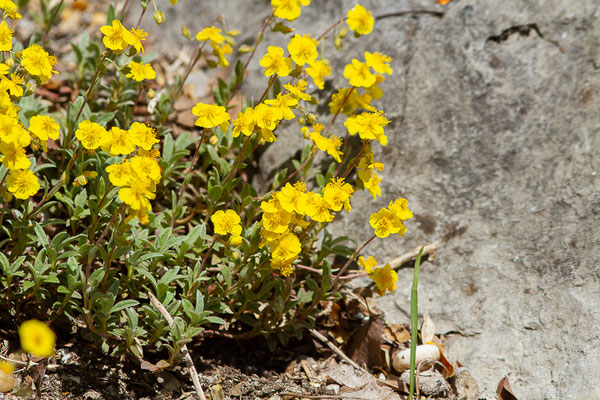 Hélianthème de Öland — Helianthemum oelandicum (L.) Dum.Cours., 1802, (Urdos (64), France, le 07/05/2022)