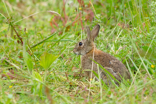 Lapin de garenne — Oryctolagus cuniculus (Linnaeus, 1758)