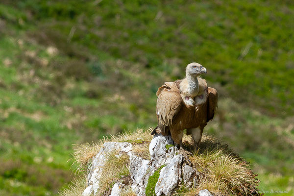 Vautour fauve — Gyps fulvus (Hablizl, 1783), (station de ski de Gourette, Eaux-Bonnes (64), France, le 27/05/2022)