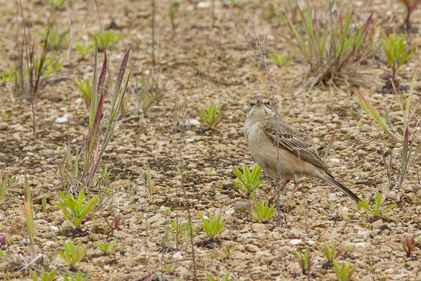 Pipit rousseline — Anthus campestris (Linnaeus, 1758), (La Brède (33), France, le 12/06/2019)