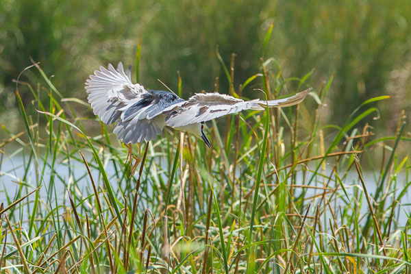 Bihoreau gris — Nycticorax nycticorax (Linnaeus, 1758)