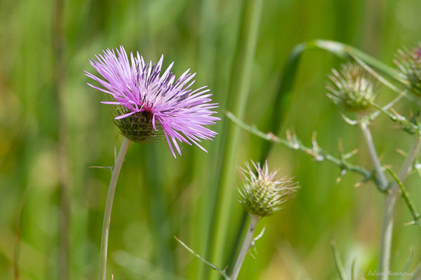 Galactitès tomenteux, Centaurée tomenteuse — Galactites tomentosus Moench, 1794, (Lac du Salagou, Clermont-l'Hérault (34), France, le 02/05/2025)