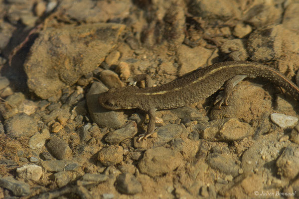 Calotriton des Pyrénées — Calotriton asper (Al. Dugès, 1852)