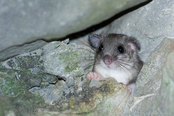Loir gris — Glis glis (Linnaeus, 1766), (Accous (64), France, le 22/09/2022)