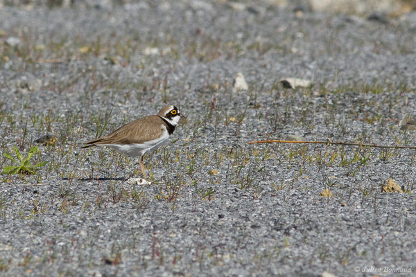 Petit Gravelot — Charadrius dubius Scopoli, 1786, (Lacq (64), France, le 22/03/2019)