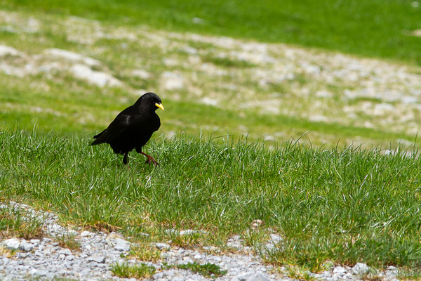 Chocard à bec jaune — Pyrrhocorax graculus (Linnaeus, 1758), (La Pierre Saint Martin, Arette (64), France, le 15/05/2022)