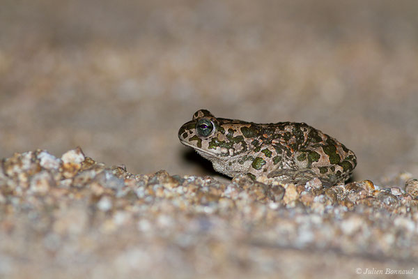 Crapaud vert des Baléares — Bufotes viridis balearicus (Boettger, 1880), (Bonifacio (2A), France, le 01/09/2019)