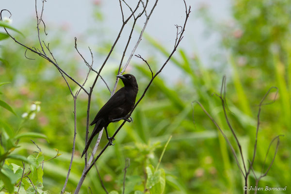 Quiscale merle (Quiscalus lugubris) (Mana, le 27/04/2017)