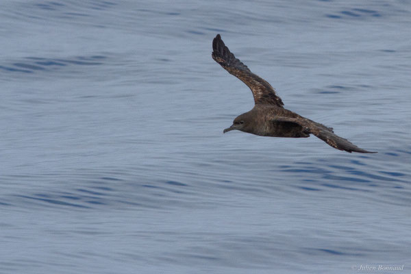 Puffin fuligineux — Ardenna grisea (Gmelin, JF, 1789)