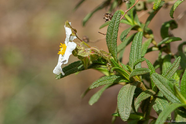 Ciste de Montpellier — Cistus monspeliensis L., 1753