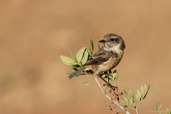 Tarier pâtre — Saxicola rubicola (Linnaeus, 1766), (Tétouan (Tanger-Tétouan-Al Hoceïma), Maroc, le 27/09/2023)