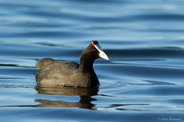 Foulque caronculée — Fulica cristata Gmelin, 1789, (Kenitra (Rabat-Salé-Kénitra), Maroc, le 20/01/2023)