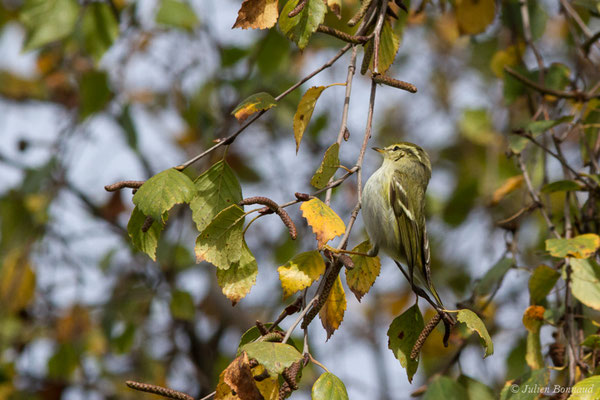 Pouillot à grands sourcils (Phylloscopus inornatus) (Hélioparc, Pau (64), France, le 18/12/2018)