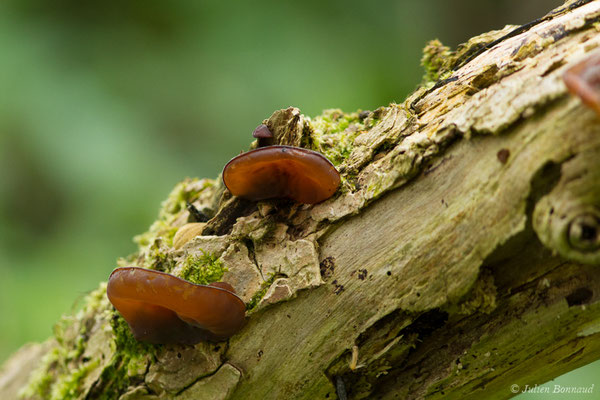 Oreille de Judas (Auricularia auricula-judae) (Bordes (64), France, le 10/04/2018)