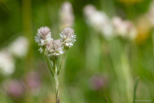 Gnaphale dioïque — Antennaria dioica (L.) Gaertn., 1791, (Station de ski de La Pierre Saint-Martin, Arette (64), France, le 06/07/2023)