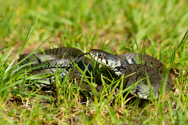 Couleuvre helvétique — Natrix helvetica (Lacepède, 1789)