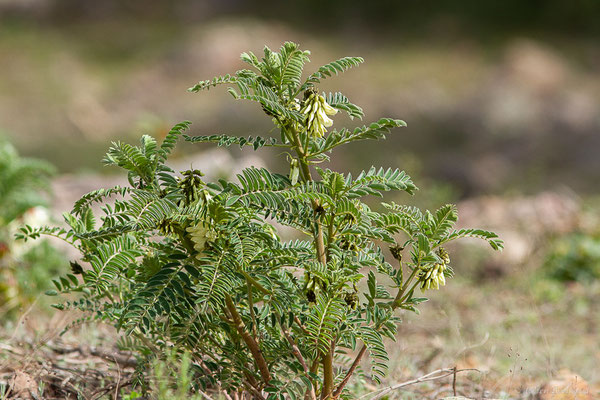 Astragale du Portugal — Erophaca baetica subsp. baetica (L.) Boiss., (Réserve Naturelle Jebel Bouhachem, Anjra Derdara (Tanger-Tétouan-Al Hoceïma), Maroc, le 23/02/2023)