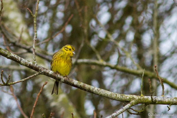 Bruant jaune — Emberiza citrinella Linnaeus, 1758, (Malguénac (56), France, le 20/02/2017)