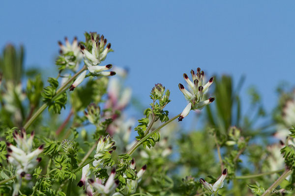 Fumeterre officinale — Fumaria officinalis L., 1753, (Biarritz (64), France, le 25/02/2019)