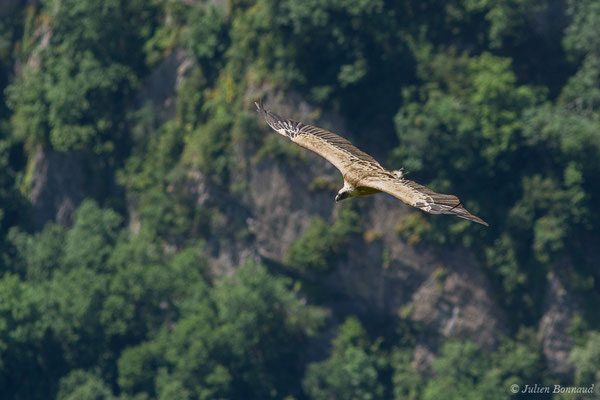 Vautour fauve — Gyps fulvus (Hablizl, 1783), (Etsaut (64), France, le 29/06/2019)