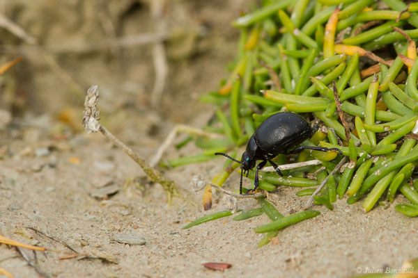 Crache-sang (Timarcha tenebricosa) (Bidart (64), France, le 09/11/2018)