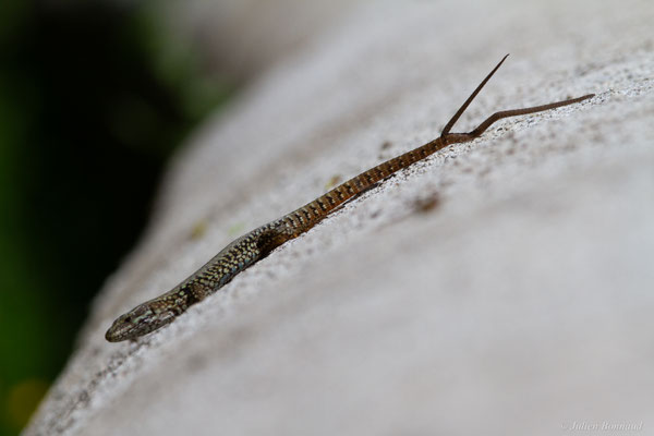 Lézard des murailles — Podarcis muralis (Laurenti, 1768)