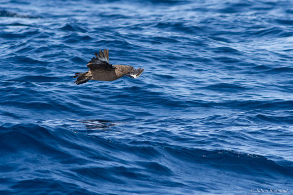 Grand Labbe — Stercorarius skua (Brünnich, 1764)
