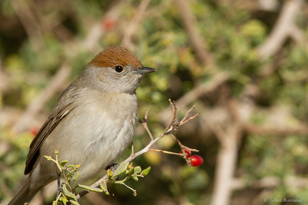 Fauvette à tête noire — Sylvia atricapilla (Linnaeus, 1758), (Parc national de Souss-Massa, Sidi Binzarne, Maroc, le 02/02/2023)