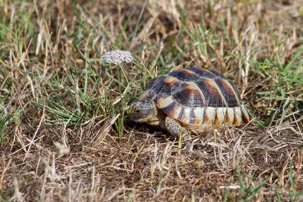 Tortue marginée — Testudo marginata Schoepff, 1793, (juvénile), (animal captif)