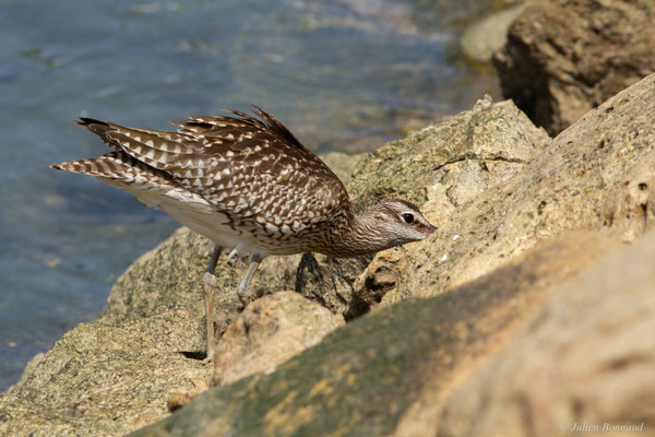 Courlis corlieu — Numenius phaeopus (Linnaeus, 1758)