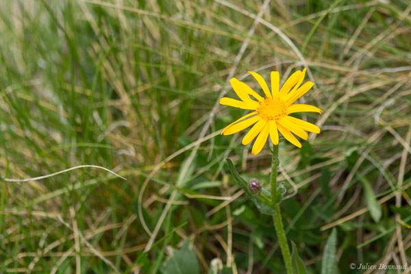 Séneçon doronic — Senecio doronicum (L.) L., 1759, (Col du Pourtalet, Laruns (64), France, le 22/06/2019)