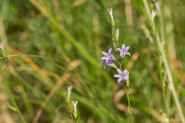 Campanule raiponce — Campanula rapunculus L., 1753, (Mézières-en-Brenne (36), France, le 13/06/2021)