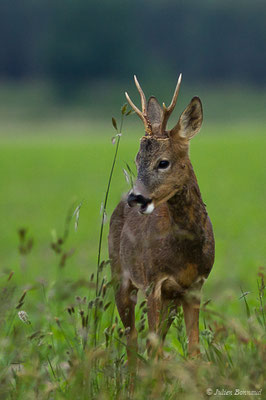 Chevreuil européen – Capreolus capreolus (Linnaeus, 1758), (Monségur (40), France, le 23/05/2019)