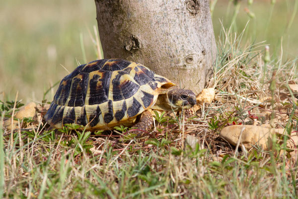 Tortue d'Hermann — Testudo hermanni (Gmelin, 1789), (animal captif)