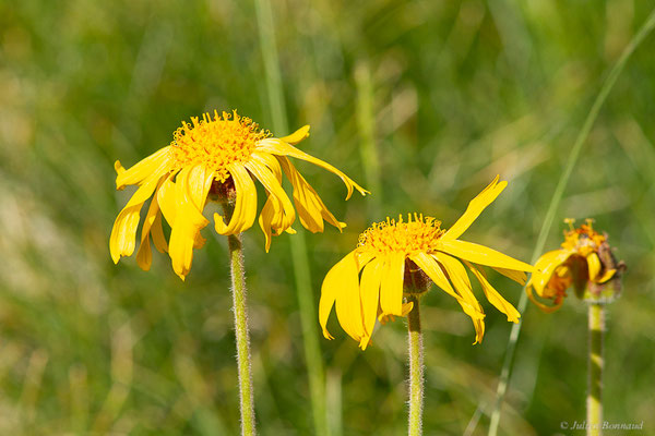 Arnica des montagnes — Arnica montana L., 1753, (Cirque glaciaire de Soulcem, Auzat (09), le 10/07/2023)