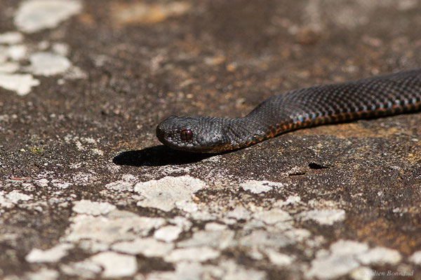 Vipère de Seoane – Vipera seoanei (Lataste, 1879), (Réserve Naturelle Intégrale de Muniellos, Cangas del Narcea (Asturies), Espagne, le 06/07/2022)